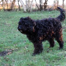 Blanding af racer <Pom Frida>