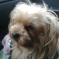 Yorkshire terrier Cookie