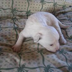 Chinese crested powder puff Effi