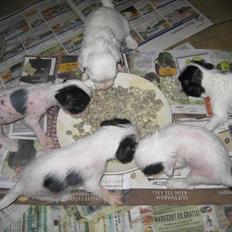 Chinese crested powder puff Effi