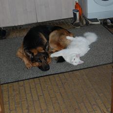Schæferhund Lyagers Come On Corba