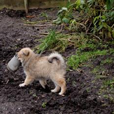 Blanding af racer Freja