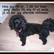 Dværgpuddel Smilla