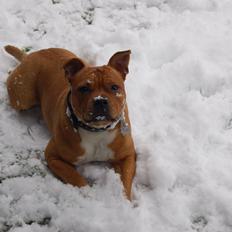 Staffordshire bull terrier Pax