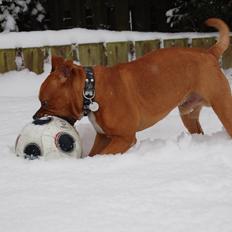 Staffordshire bull terrier Pax