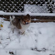 Volpino italiano Siva