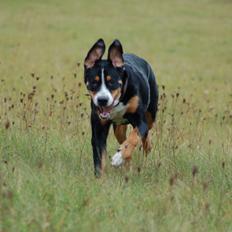 Grosser schweizer sennenhund Samson