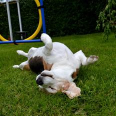 Beagle Matilde *Himmelhund*