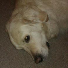 Golden retriever Golden Lady-Logde The Snow Man (Laffe)