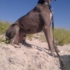 Grand danois Kenzo ( Himmel hund )