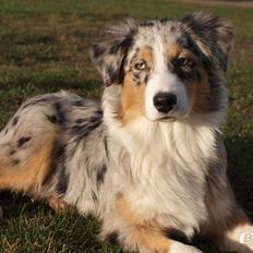 Australian shepherd Godrumgaard´s Cortina (Tidl. Hund)