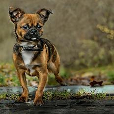 Blanding af racer Milo.