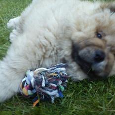 Chow chow azlan