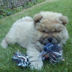 Chow chow azlan
