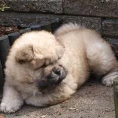 Chow chow azlan