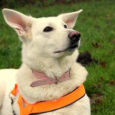 Hvid Schweizisk Hyrdehund Amica White 25.06.2013