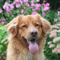 Nova scotia duck tolling retriever Anton