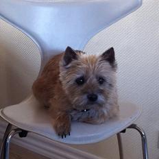 Cairn terrier Cookie