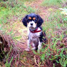 Cavalier king charles spaniel Enya (Diamantra´s Bianca Love)