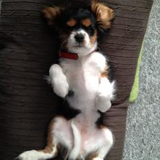 Cavalier king charles spaniel Enya (Diamantra´s Bianca Love)