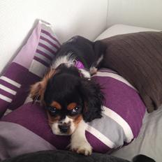 Cavalier king charles spaniel Enya (Diamantra´s Bianca Love)