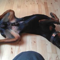 Dobermann Tyson