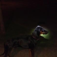 Dobermann Tyson