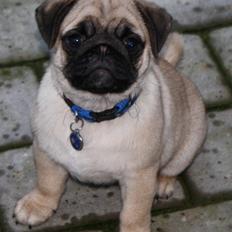 Mops Must Have James Dean