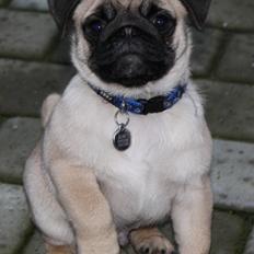 Mops Must Have James Dean