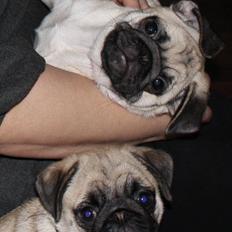 Mops Must Have James Dean