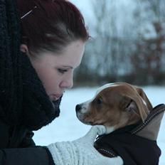 Staffordshire bull terrier Cody