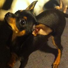 Blanding af racer Prazsky Krysarik / Chihuahua - CARLOIOS