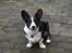 Welsh corgi cardigan Aasteds Fighting Friend (Ludvig)