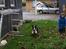 Welsh corgi cardigan Aasteds Fighting Friend (Ludvig)