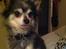 Chihuahua Lynet (Maxie 9år d.8 MAJ 2012 blev han - Dejlige lille Maxie...et par måneder før han døde. Den genetiske farverelaterethårtabs sygdom har nu fået magten og mit Lille Blå Lyn svinder mere og mere ind...og den 8 maj 2012 tar han mod sin lille stjerne..og vores vej - her på jord - skilles for alti