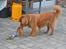 Nova scotia duck tolling retriever charlie - "Ups" En lille manse der har vældtet en dansk vand!<3