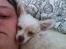 Chihuahua Gizmo - ligger og morgen putter med mor :-)