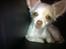 Chihuahua Gizmo - Hehe skal vi lege nu jeg er vågen..