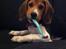 Beagle Thilde