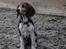 Beagle Thilde