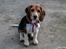 Beagle Thilde