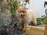 Mittelspitz Maxi (Sable Shade´s Red Bull)