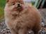 Mittelspitz Maxi (Sable Shade´s Red Bull)