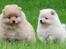 Mittelspitz Maxi (Sable Shade´s Red Bull)