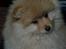 Mittelspitz Maxi (Sable Shade´s Red Bull)