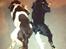 Engelsk springer spaniel Malthe - Storebror & lillebror ;)