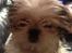 Blanding af racer Bella