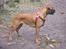 Blanding af racer Emma (hvil i fred <3) - min smukke hund (: