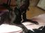 Staffordshire bull terrier Micka