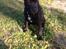 Staffordshire bull terrier Micka
